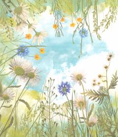 Как я подружился с летом