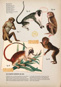 Zoologia ilustrata
