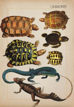 Zoologia ilustrata