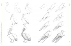 Draw Like an Artist: 100 Birds, Butterflies, and Other Insects