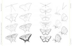 Draw Like an Artist: 100 Birds, Butterflies, and Other Insects