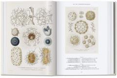 The Art and Science of Ernst Haeckel