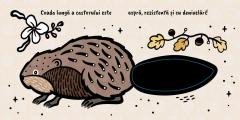 Atinge si simte - Cozi