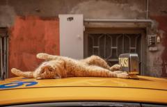 City Cats of Istanbul