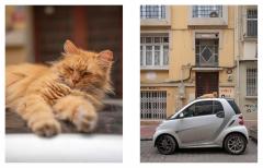 City Cats of Istanbul