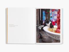 City Cats of Istanbul