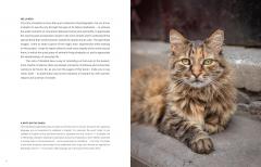 City Cats of Istanbul