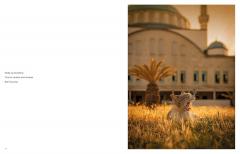 City Cats of Istanbul