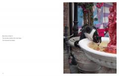 City Cats of Istanbul