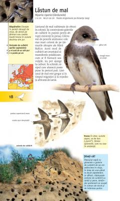 Ce pasare este aceasta?