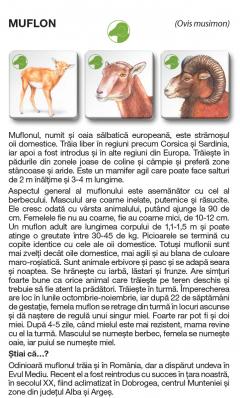 Joc - Memotrio - Familii de animale