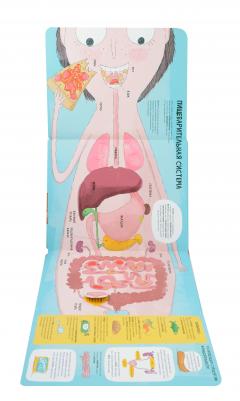 Тело человека