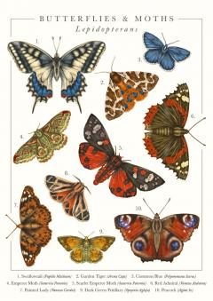 Felicitare British Butterflies