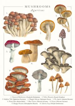 Felicitare Mushrooms