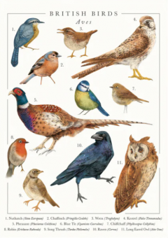 Felicitare - British Birds