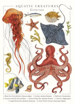 Felicitare - Aquatic Creatures