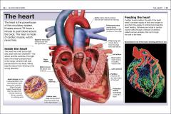 Human Body