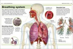 Human Body