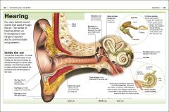 Human Body
