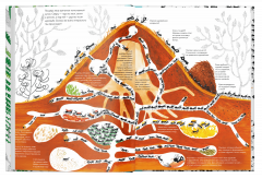 Тысяча и один муравеи
