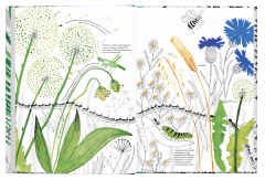 Тысяча и один муравеи