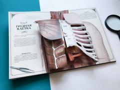 Тело человека