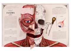 Тело человека