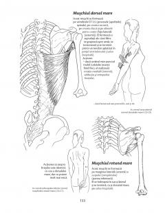 Anatomie pentru miscare