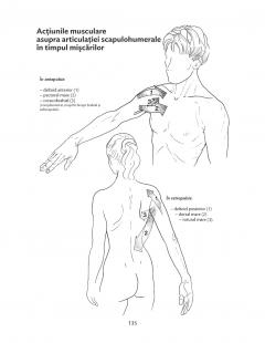 Anatomie pentru miscare