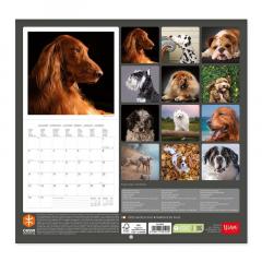 Calendar de perete 2023 - Dogs, 30x29 cm