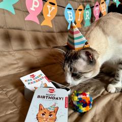 Kit aniversare pisici - Kiko Cat Happy Birthday Kit