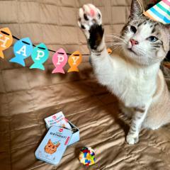 Kit aniversare pisici - Kiko Cat Happy Birthday Kit