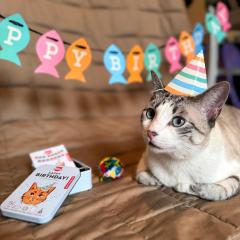 Kit aniversare pisici - Kiko Cat Happy Birthday Kit