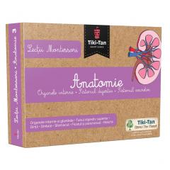 Lectii Montessori - Anatomie - Organele interne, sistemul digestiv, sistemul excretor