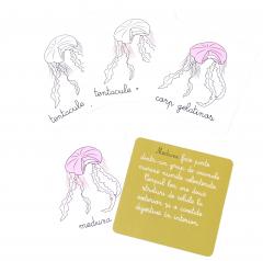 Lectii Montessori - Zoologie. Nevertebrate