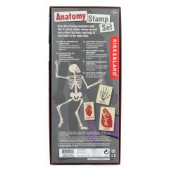 Set stampile - Anatomy Stamp Set