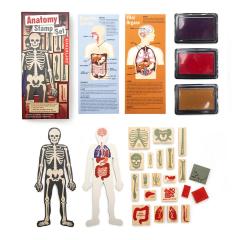 Set stampile - Anatomy Stamp Set