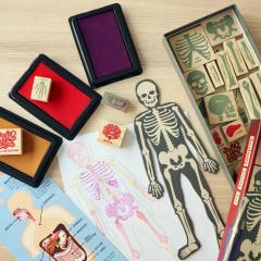 Set stampile - Anatomy Stamp Set