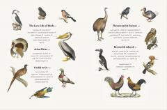 Remarkable Birds