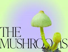 Mushroom Magic